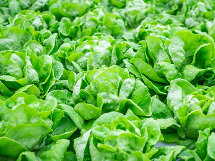 Lettuce Seeds - Wholesale & Bulk