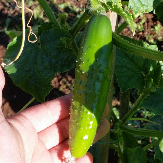 Long Green Improved Cucumber Seed - Caudill Seed Company
