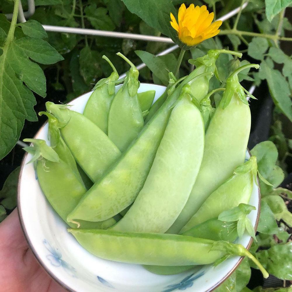 Mammoth Melting Sugar Pea Seed - Caudill Seed Company