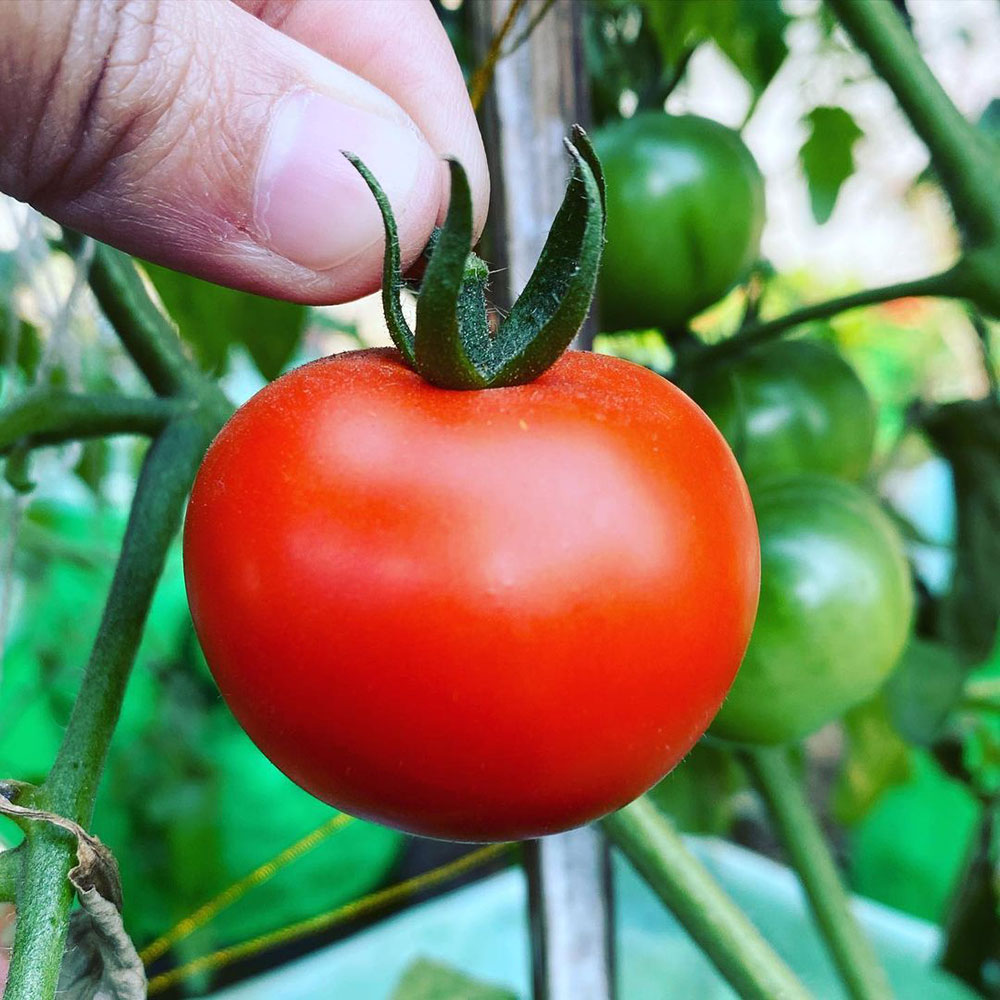 Marglobe Tomato Seed - Caudill Seed Company