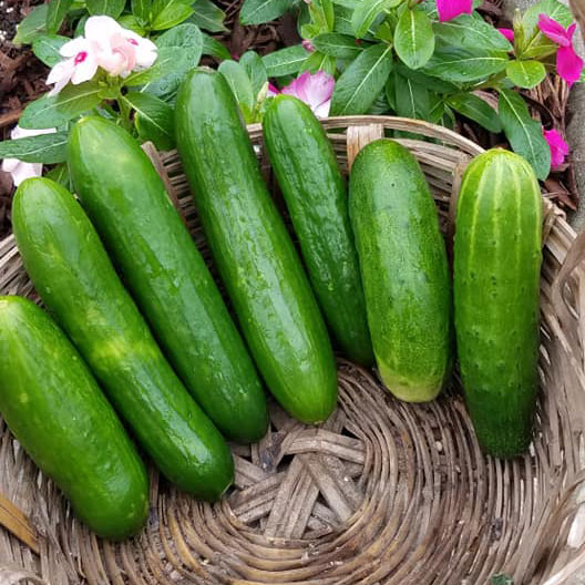 Muncher Cucumber Seed - Caudill Seed Company