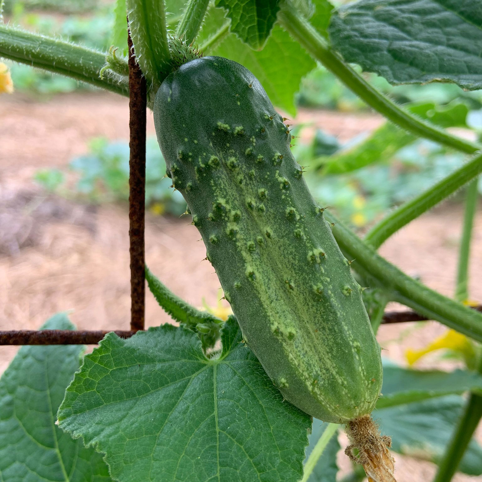 National Pickling Cucumber Seed - Caudill Seed Company