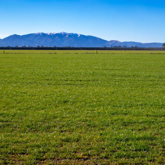 NUI Perennial Ryegrass Seed - Caudill Seed Company