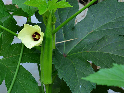 Okra Seeds - Wholesale & Bulk