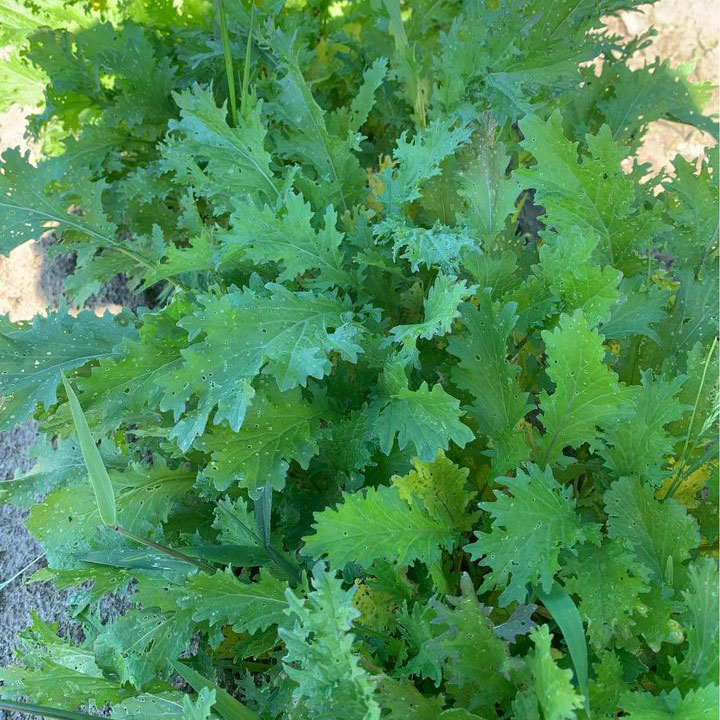 Old Fashioned Mustard Seed - Caudill Seed Company