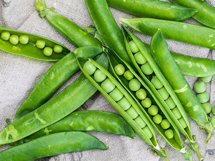 Pea Seeds - Bulk & Wholesale