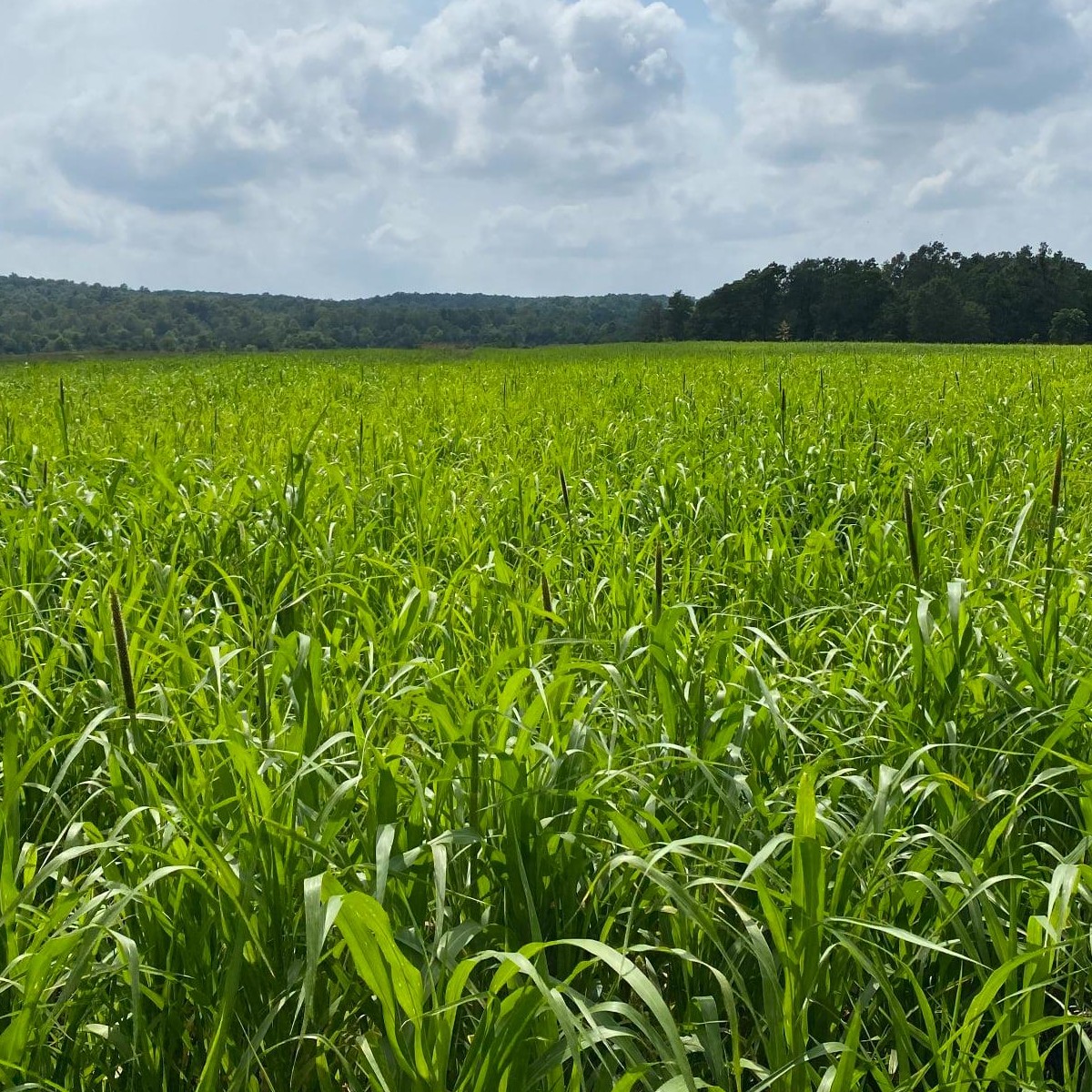 Certfied Tifleaf 3 Pearl Millet Seed - Caudill Seed Company