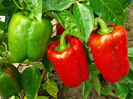 Pepper Seeds - Wholesale & Bulk
