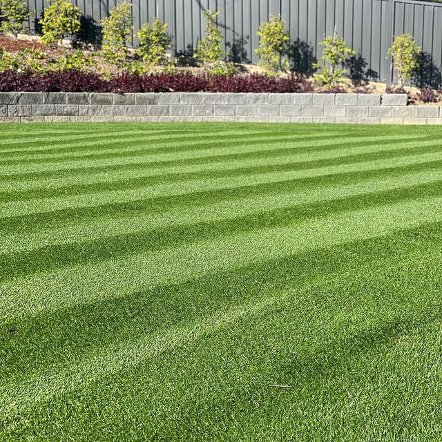 Perennial Ryegrass Seed - Caudill Seed Company