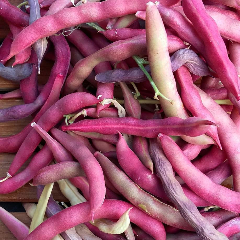 Pink Half Runner Bean Seed - Wholesale - Bulk