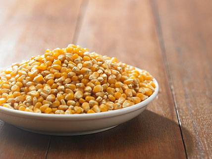 Popcorn Seeds - Bulk & Wholesale