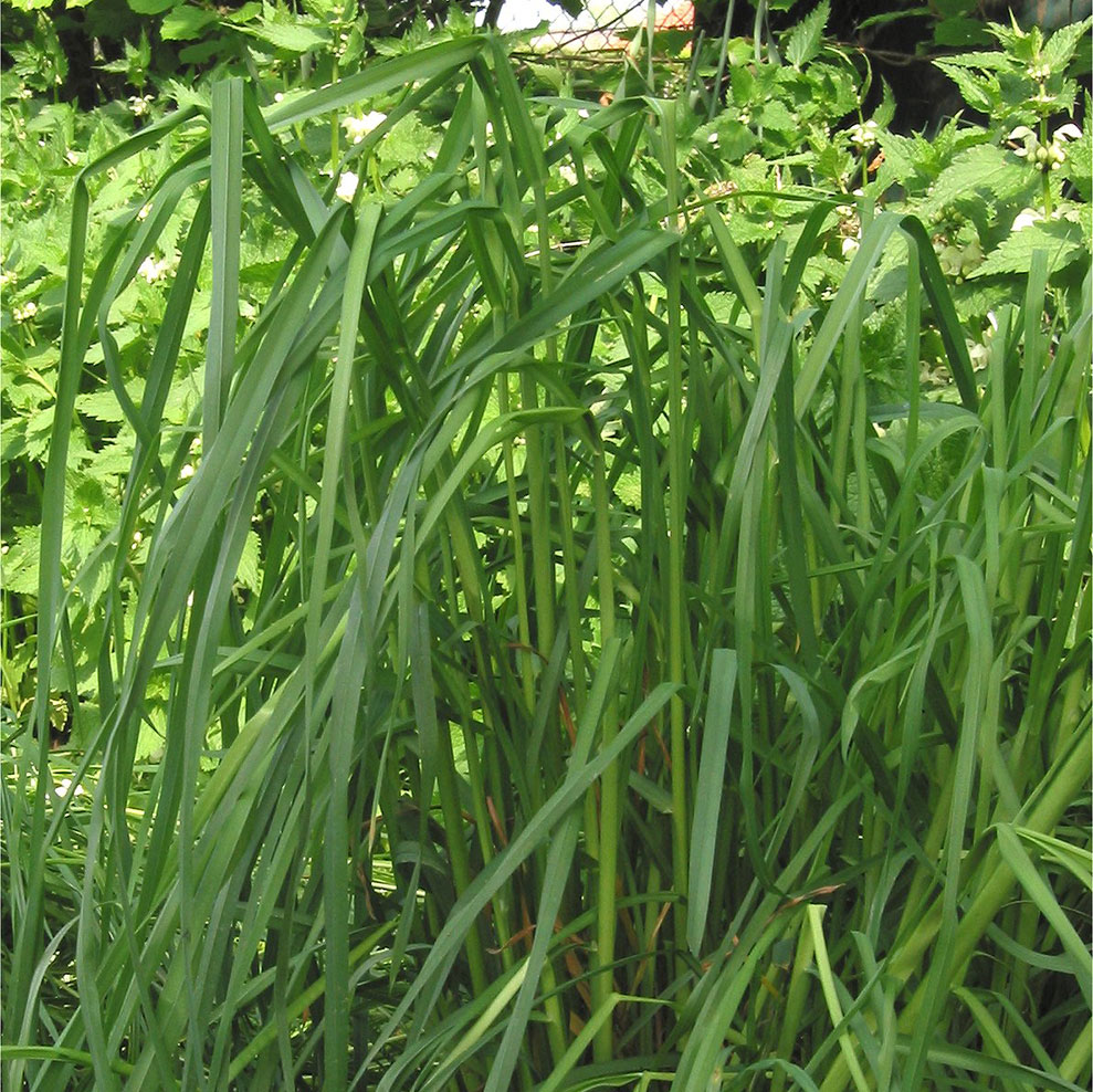 Potomac Orchardgrass Seed - Caudill Seed Company