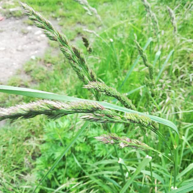 Prodigy Orchardgrass Seed - Caudill Seed Company