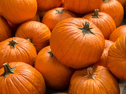 Pumpkin Seed - Wholesale & Bulk