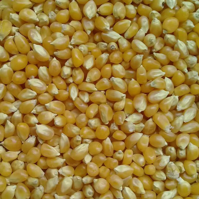 Japanese Hulless Popcorn Seed - Caudill Seed Company