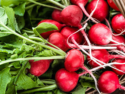 Radish Seeds - Wholesale & Bulk