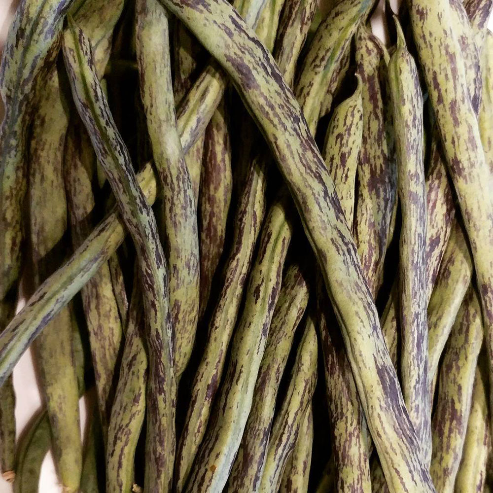 Rattlesnake Pole Green Bean Seed - Caudill Seed Company