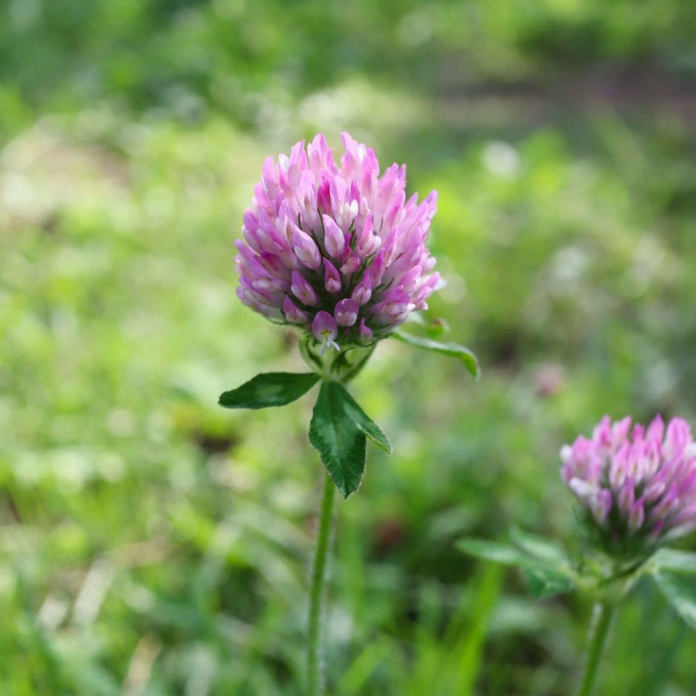 Medium Red Clover Seed - Caudill Seed Company