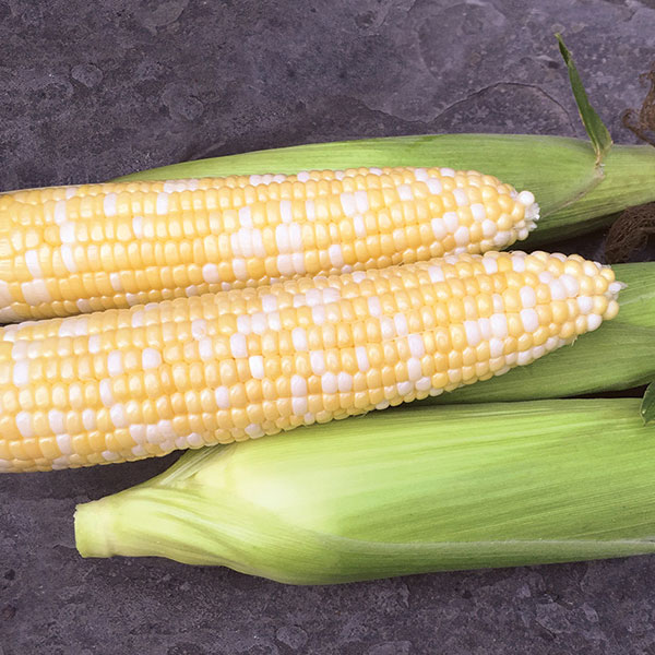 Remedy (Attribute II) Sweet Corn - Caudill Seed Company