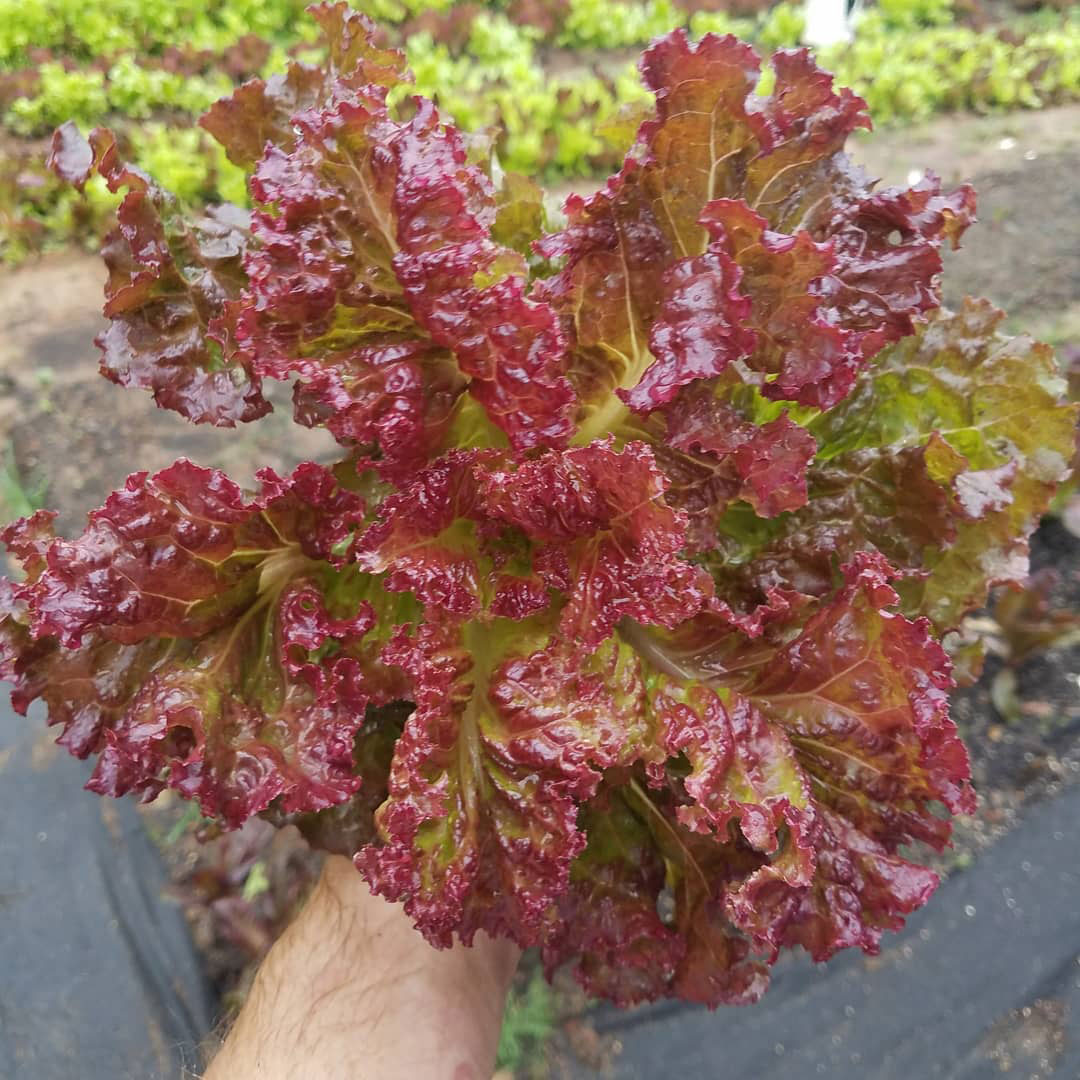 Ruby Red Lettuce Seed - Caudill Seed Company