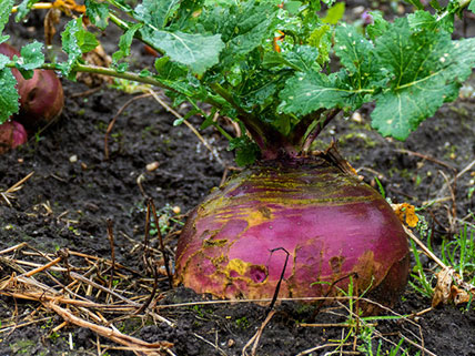 Rutabaga Seeds - Bulk & Wholesale