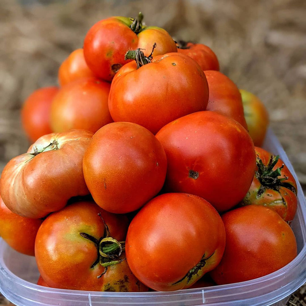 Rutgers Tomato Seed - Caudill Seed Company