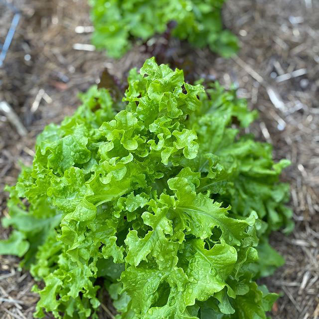 Salad Bowl Lettuce Seed - Caudill Seed Company