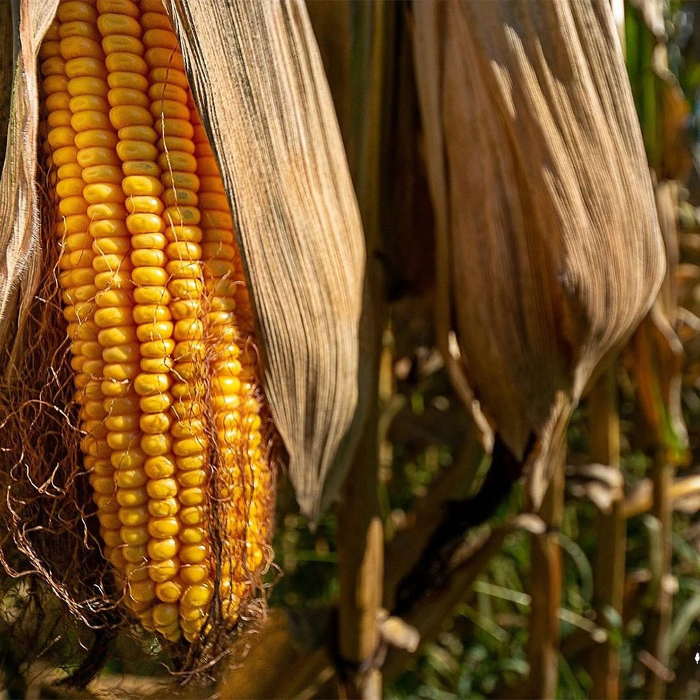 Direct 6113 Field Corn by Genetics Direct