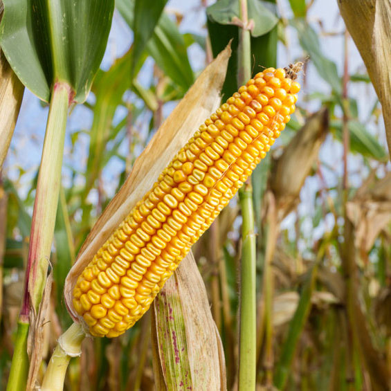 Direct 7112 Field Corn by Genetics Direct