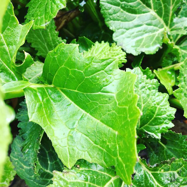 Seven Top Turnip Seed - Caudill Seed Company