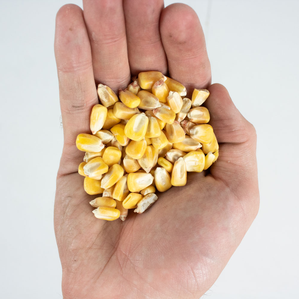 Yellow Feed Corn In Sacks On Silver Stock Photo - Download Image Now - Sack,  Pet Food, Bag - iStock