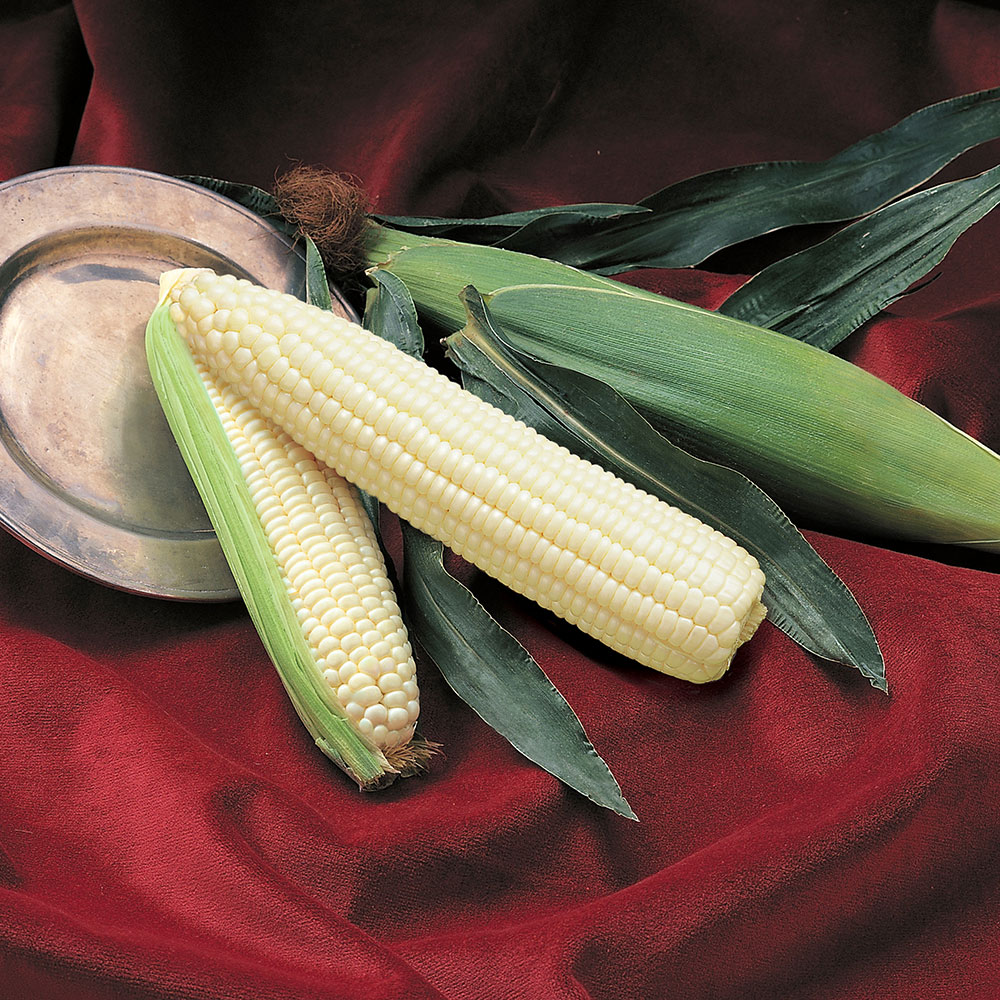 Silver Queen Sweet Corn - Caudill Seed Company
