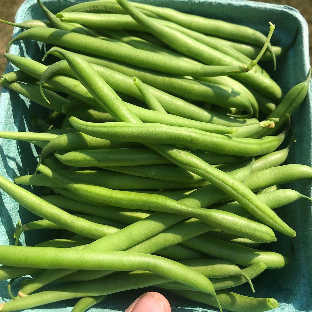 Slenderette Bush Green Bean Seed - Caudill Seed Company