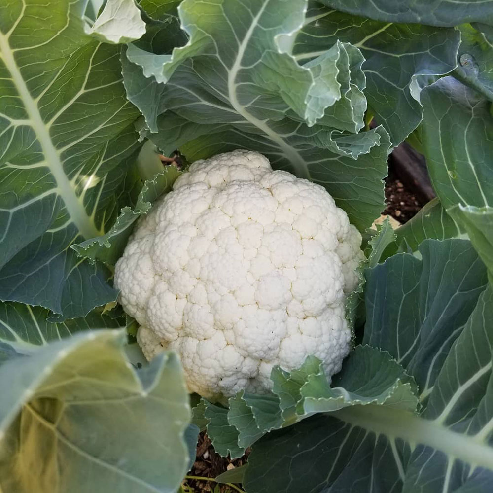 Snowball Cauliflower Seed - Caudill Seed Company