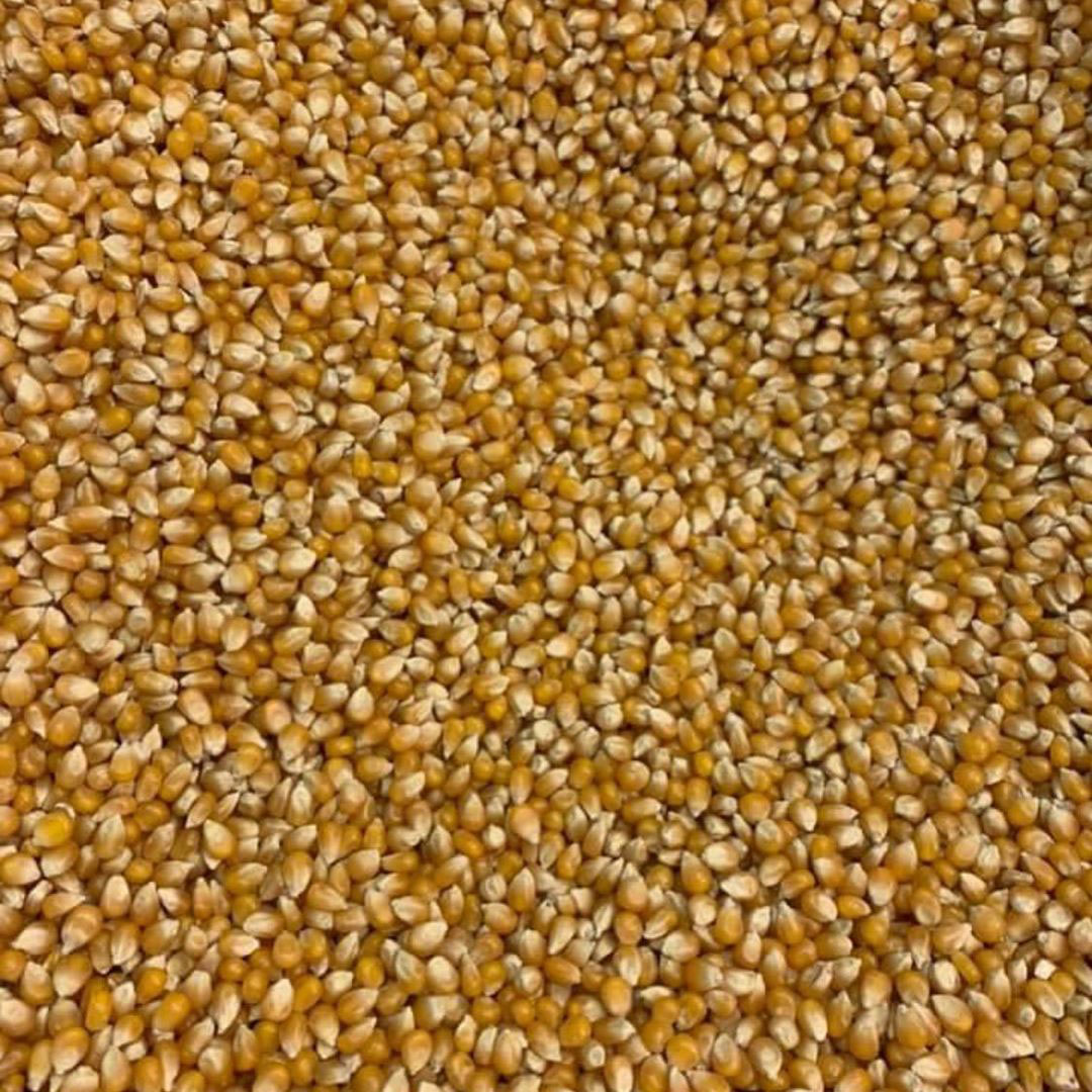 South American Yellow Popcorn Seed - Caudill Seed Company