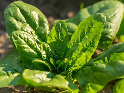 Spinach Seeds - Wholesale & Bulk