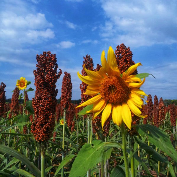 Caudill Spring Food Plot  - Caudill Seed Company