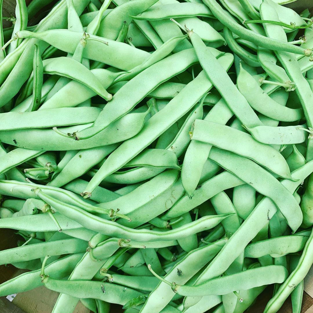 State 1/2 Runner Green Bean Treated Seed - Caudill Seed Company