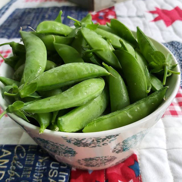 Sugar Snap Pea Seed - Caudill Seed Company