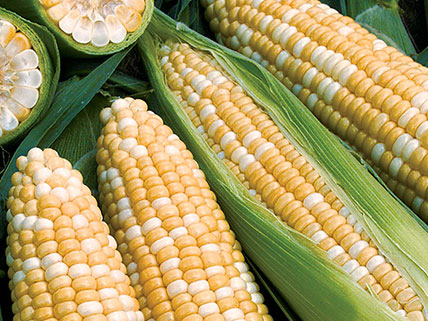 Sweet Corn Seed - Bulk & Wholesale
