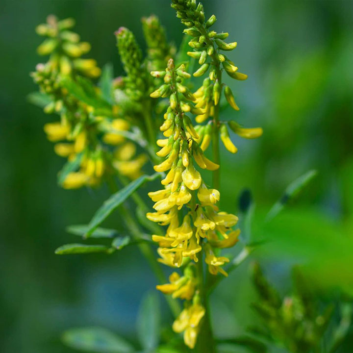 Yellow Blossom Coated Clover Seed - Caudill Seed Company