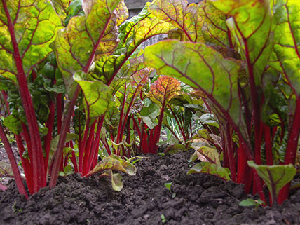 Swiss Chard Seeds - Wholesale & Bulk