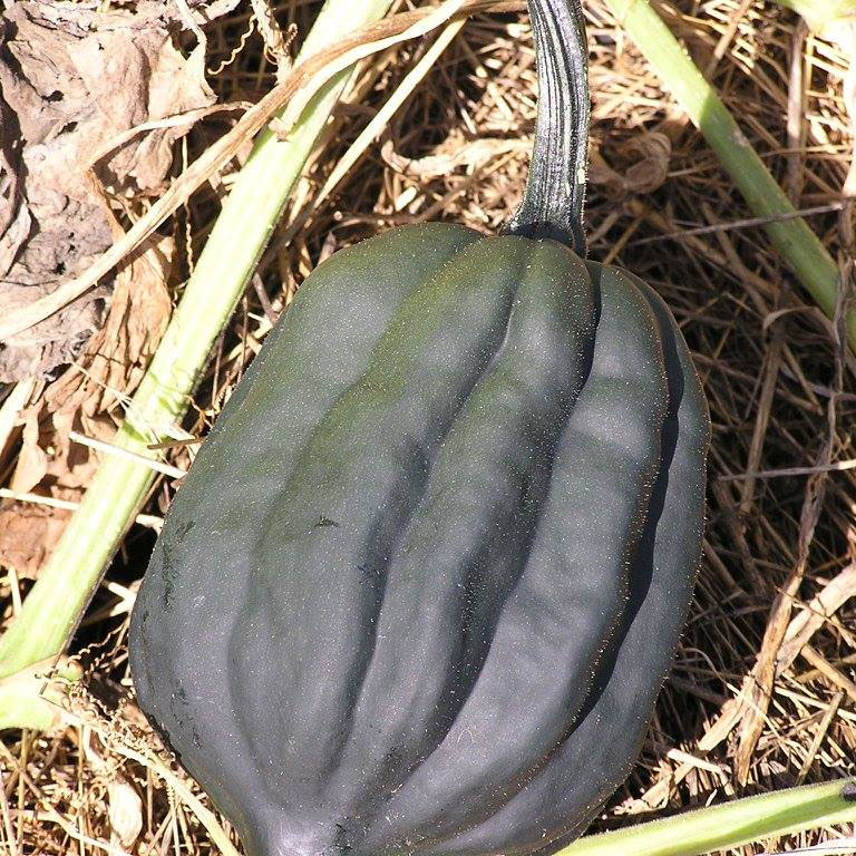 Table Queen Acorn Squash Seed - Caudill Seed Company