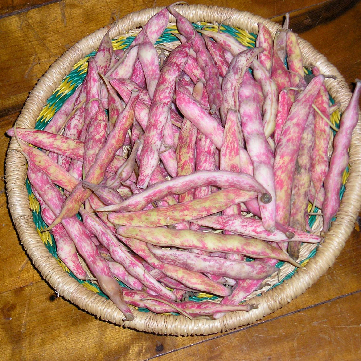 Taylor Horticulture Bean Seed - Caudill Seed Company