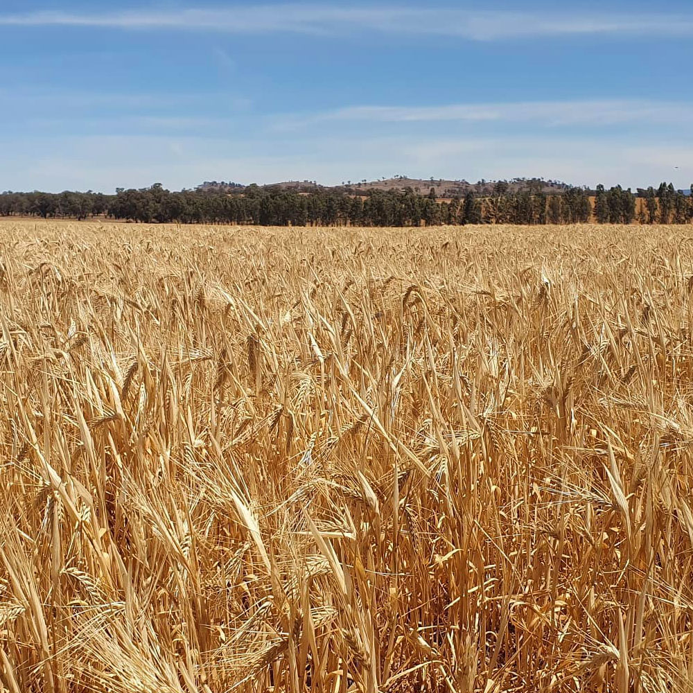 Thoroughbred Barley - 2000lbs - Caudill Seed Company