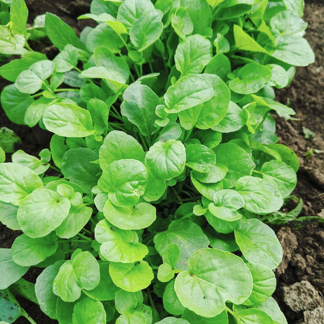 Upland Cress Seed - Caudill Seed Company