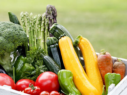 Vegetable Seed Supplier
