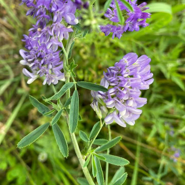 Vernal Alfalfa Seed - Wholesale - Bulk - Caudill Seed Company