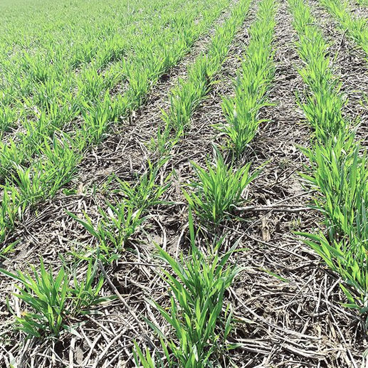 Wheat Cover Crop Seed - Caudill Seed Company