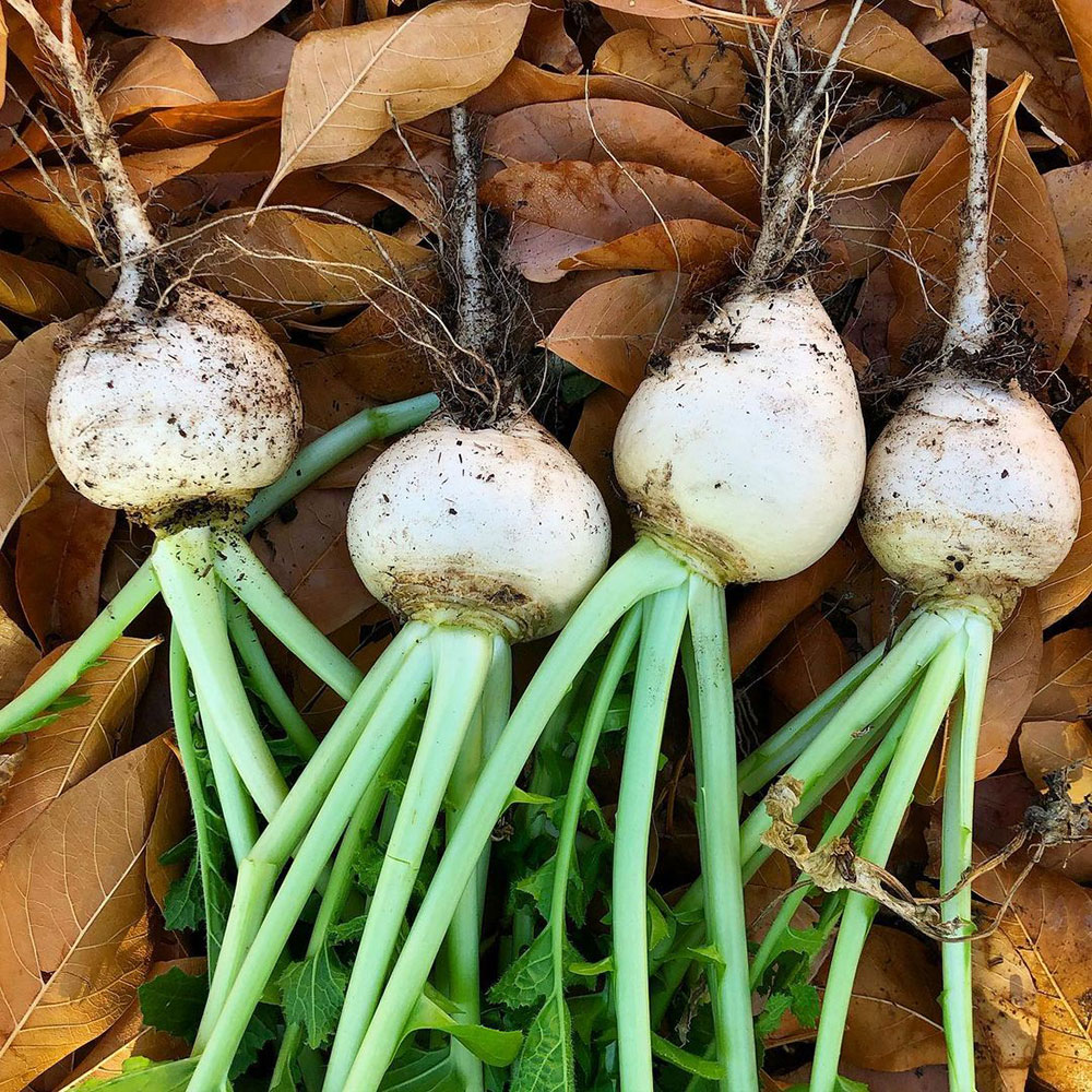White Egg Turnip Seed - Caudill Seed Company